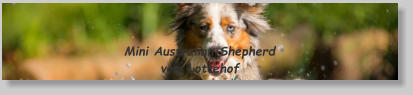 Mini Australian Shepherd vom Lottehof